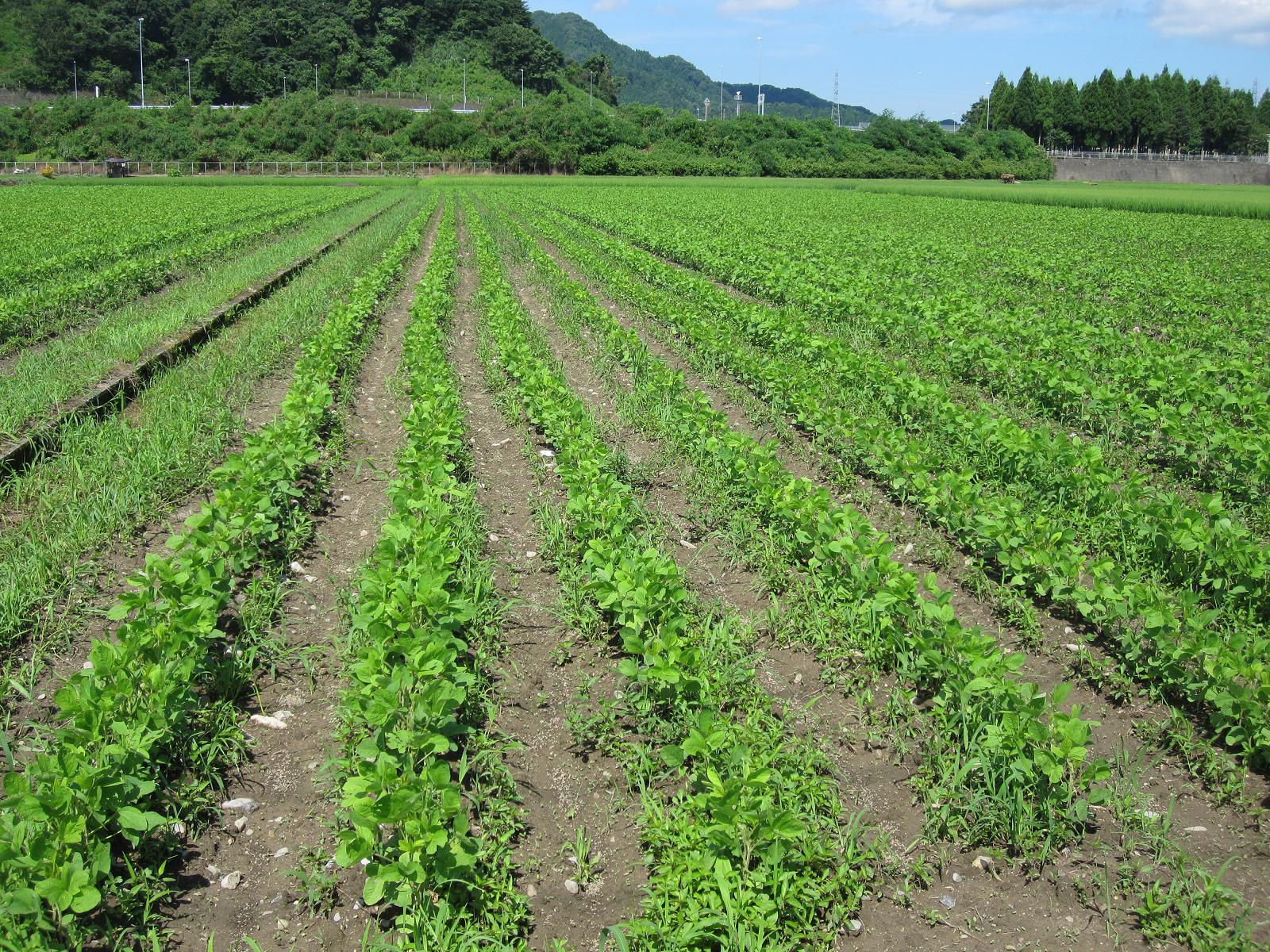 大豆畑の土寄せ作業から学んだ『いただきます』と農作業の汗をかくこと。