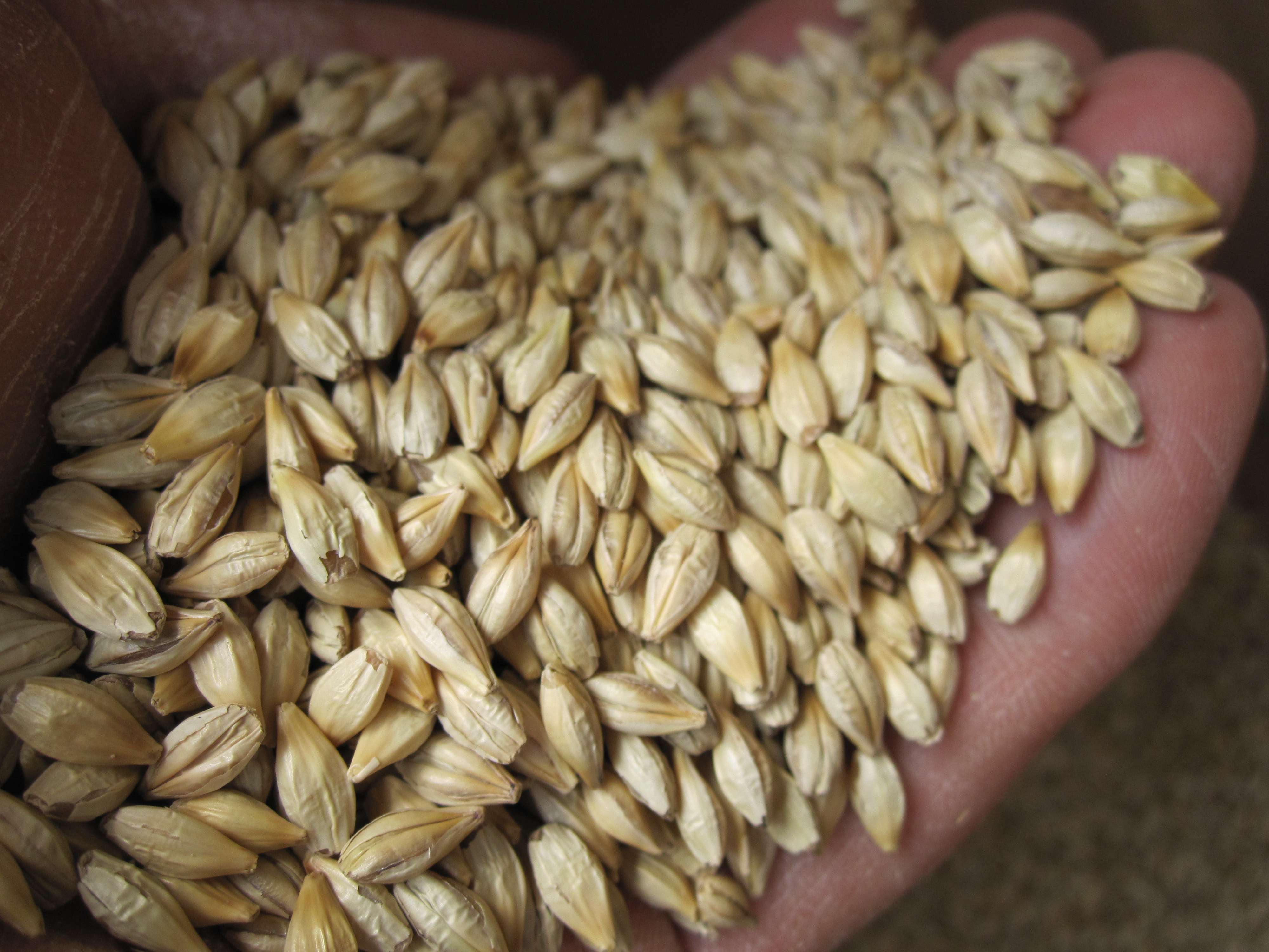 無農薬有機栽培された大麦は麹にするときに『吸水率』が肝要