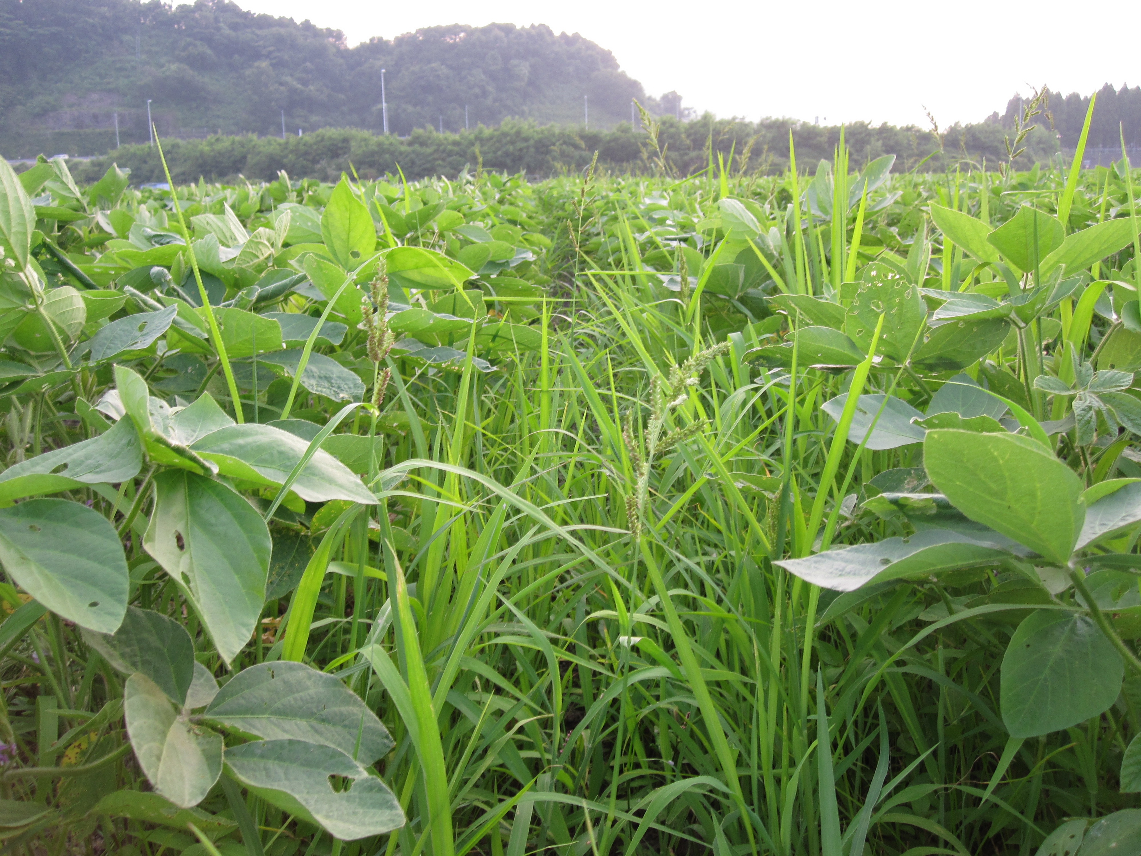 肥料を入れない無肥料・自然栽培でも大豆は大きく育つ