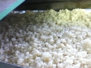 蒸しあがった米を放冷