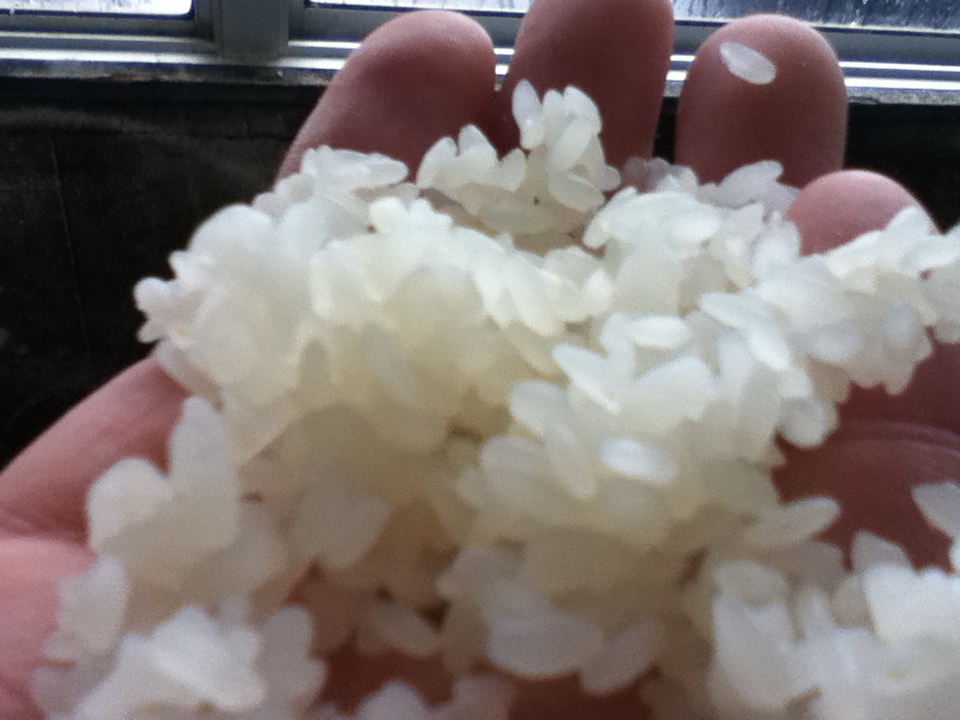 手作り味噌の米麹にするために米を蒸した