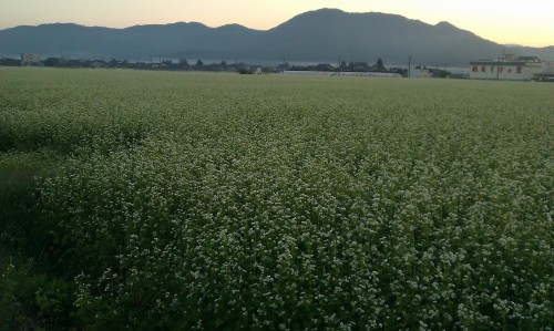 福井は稲刈りのあと、そばを撒くが、そばの畑はキレイだ