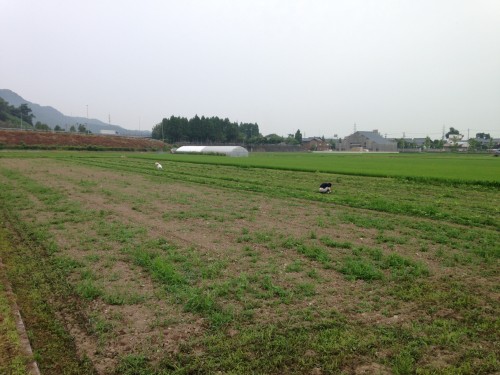 大豆畑トラスト運動の除草＆培土を行った