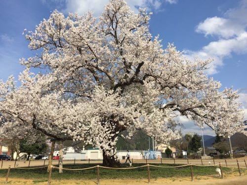 味真野小学校の校庭の桜は非常にキレイ